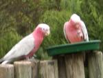 Breakfast is served for the pink and grey galahs.