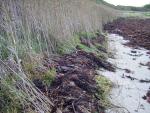 The waves washed the kelp into the grass and bamboo beyond the beach