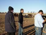 The steers had been very eager to visit when we landed..... they thought we might have brought some feed with us.

Apparently,