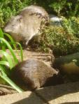 Quenda pair. Male at back.  30-8-07